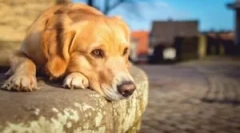 Fish de pește folosind capcane